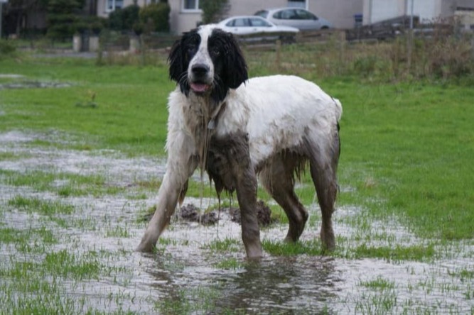 Landseer