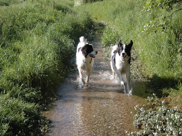 Landseer und Wasser